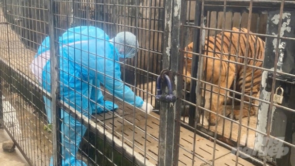 The outbreak of avian influenza A/H5N1 killing 20 tigers has been controlled